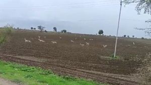 ರಾಯಚೂರಿನಲ್ಲಿ ಕೃಷ್ಣಮೃಗಗಳ ಕಾಟ: ಕಂಗಾಲಾದ ಅನ್ನದಾತರು 