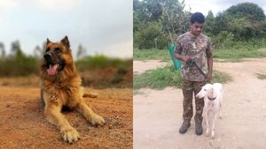  ಬಂಡೀಪುರ ರಾಣಾನ ಸ್ಥಾನ ತುಂಬಲು ಮುಧೋಳ್ ವಿಫಲ ... ಜರ್ಮನ್ ಶೆಫರ್ಡ್ ಶ್ವಾನಕ್ಕೆ ಒಲವು 