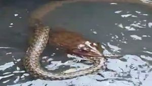 ವೈರಲ್ ವಿಡಿಯೋ: ರಾಯಚೂರಿನಲ್ಲಿ ಹಾವನ್ನು ನುಂಗಿದ ಕಪ್ಪೆ 