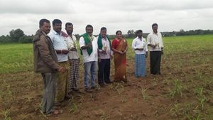 ಮಳೆಯಿಂದಾಗಿ ನೆಲಕಚ್ಚಿದ ಮೆಕ್ಕೆಜೋಳ: ಕಂಗಾಲಾದ ರೈತರು! 
