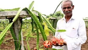 ಎಂಬಿಎ ಪದವೀಧರ ಹಳ್ಳಿಗೆ ಬಂದ, ಡ್ರ್ಯಾಗನ್ ಕೃಷಿಯಲ್ಲಿ ಯಶಸ್ಸು ಕಂಡ!