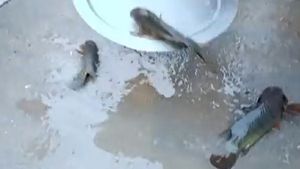 Telangana Fish Rain: ಪ್ರಕೃತಿಯ ಅಚ್ಚರಿ: ತೆಲಂಗಾಣದಲ್ಲಿ ಮೀನಿನ ಮಳೆಗೆ ಜನ ಗಾಬರಿ