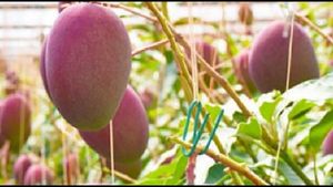 ವಿಶ್ವದ ದುಬಾರಿ ಮಾವು: ಕಾವಲು ಎಷ್ಟು ಜನ ಗೊತ್ತಾ? 