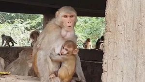 ಮೂರು ಅಂತಸ್ಥಿನ ಕಟ್ಟಡದ ಮೇಲಿನಿಂದ 4 ತಿಂಗಳ ಮಗುವನ್ನು ಎಸೆದ ಕೋತಿ