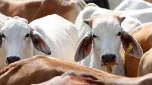 ರಾಯಚೂರು: ಮಳೆಗಾಲದಲ್ಲಿ ಜಾನುವಾರುಗಳನ್ನು ಕಾಡುವ ಕಾಲುಬಾಯಿ ರೋಗ 