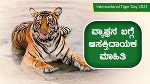 International Tiger Day 2022: ಕಾಡಿನ ರಾಜನ ಬೇಟೆ, ಶಕ್ತಿ, ಸೇರಿದಂತೆ ಕೆಲವು ಆಸಕ್ತಿದಾಯಕ ಮಾಹಿತಿ ಇಲ್ಲಿದೆ 