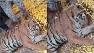 ಚಾಮರಾಜನಗರ: ಹಸು ಕೊಂದು, ರೈತರ ಮೇಲೆ ದಾಳಿ ಮಾಡಿದ್ದ ಹುಲಿ ಸೆರೆ 