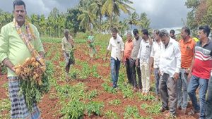 ಚಿಕ್ಕಮಗಳೂರು: ಟ್ರ್ಯಾಕ್ಟರ್‌ನಿಂದ ಆಲೂಗಡ್ಡೆ ಬೆಳೆ ನಾಶ, ಕಣ್ಣೀರಿಡುತ್ತಿರುವ ಅನ್ನದಾತರು 
