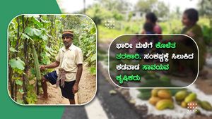 ಭಾರಿ ಮಳೆಗೆ ಕೊಳೆತ ತರಕಾರಿ, ಸಂಕಷ್ಟಕ್ಕೆ ಸಿಲುಕಿದ ಕಡವಾಡ ಸಾವಯವ ಕೃಷಿಕರು