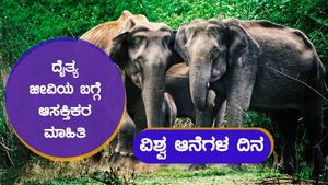 ವಿಶ್ವ ಆನೆ ದಿನ: ದೈತ್ಯ, ಸಂವೇದನಾಶೀಲ ಪ್ರಾಣಿ ಬಗ್ಗೆ ತಿಳಿಯಿರಿ