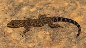 ಯಳಂದೂರು; ಹಲ್ಲಿಯ ಹೊಸ  ಪ್ರಬೇಧ ಪತ್ತೆ, ಹಲ್ಲಿಗೆ ಉಮಾಶಂಕರ್‌ ಹೆಸರು 