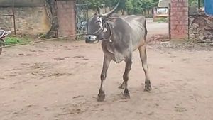 ಗದಗ ಜಿಲ್ಲೆಯಲ್ಲಿ ಜಾನುವಾರುಗಳಿಗೆ ರೋಗ ಬಾಧೆ;  ಅನ್ನದಾತ ಕಂಗಾಲು 