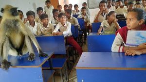 ವಿಡಿಯೋ: ವಿದ್ಯಾರ್ಥಿಗಳೊಂದಿಗೆ ಕುಳಿತ ವಿಶೇಷ ಅತಿಥಿ; ಪಾಠ ಕಲಿಯಲು ಬಂತು ಕೋತಿ 