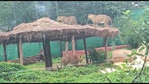  ಬಿಂಕದಕಟ್ಟಿ ಮೃಗಾಲಯದಿಂದ ತನ್ನ ಹುಟ್ಟುಹಬ್ಬಕ್ಕೆ ಚಿರತೆ ದತ್ತು ಪಡೆದ 5 ವರ್ಷದ ಪೋರ 