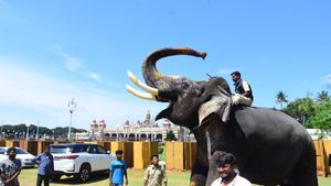 ಮೈಸೂರು ದಸರಾ; ಆನೆಗಳಿಗೆ ಬೀಳ್ಕೊಡುಗೆ, ಲಾರಿ ಹತ್ತಲು ಶ್ರೀರಾಮ ನಕಾರ 