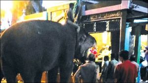 ದಸರಾ ವಿಶೇಷ; ದರ್ಗಾದಲ್ಲಿ ಗಜಪಡೆಗೆ ಪೂಜೆ ಮಾಡುವುದೇಕೆ?