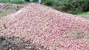 ನಿಲ್ಲದ ಮಳೆಯ ಅವಾಂತರ: ಸಂಕಷ್ಟದಲ್ಲಿ ಈರುಳ್ಳಿ ಬೆಳೆಗಾರರು 