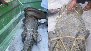  ಬಾಗಲಕೋಟೆ: ಅರಣ್ಯಾಧಿಕಾರಿಗಳನ್ನು ಸತಾಯಿಸಿ ಕೊನೆಗೂ ಸೆರೆ ಸಿಕ್ಕ ಮೊಸಳೆ 