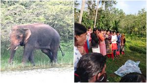 ಚಿಕ್ಕಮಗಳೂರು: ಸಾರ್ವಜನಿಕರಿಗೆ ಉಪಟಳ ನೀಡುತ್ತಿರುವ ಕಾಡಾನೆಗಳ ಸೆರೆಗೆ ಸರ್ಕಾರ ಆದೇಶ 
