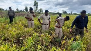 ನಾಗರಹೊಳೆಯಲ್ಲಿ ಮೂರು ಹುಲಿ ಮರಿಗಳಿಗಾಗಿ ಅರಣ್ಯ ಇಲಾಖೆಯಿಂದ ಹುಡುಕಾಟ 