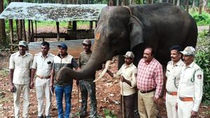 ಉತ್ತರ ಪ್ರದೇಶದ ಕಾಡಿಗೆ ತೆರಳಿದ ಸಕ್ರೆಬೈಲಿನ ಸೂರ್ಯ ಆನೆ 