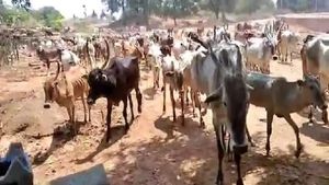  ಹಸು, ಮೇಕೆ ಸಾಕಬೇಡಿ ಎಂದು ನೋಟಿಸ್‌, ಅರಣ್ಯ ಇಲಾಖೆ ವಿರುದ್ಧ ಗೋಪಿನಾಥಂ ಗ್ರಾಮಸ್ಥರ ಆಕ್ರೋಶ