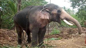 ಕೋಲಾರದಲ್ಲಿ ಕರ್ನಾಟಕದ ಮೊದಲ ಆನೆ ಆರೈಕೆ ಕೇಂದ್ರ ಆರಂಭ 