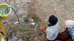 ತೂಕ ಹೆಚ್ಚಿಸಲು ಮೇಕೆಗಳಿಗೆ ಬಲವಂತವಾಗಿ ನೀರು ಕುಡಿಸುವ ಅಮಾನವೀಯ ಕೃತ್ಯ ಬಯಲು