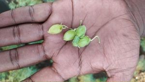 ಕಡಲೆ ಬೆಳೆಗೆ ಹಸಿರು ಹುಳು ಕಾಟ: ರೈತ ಕಂಗಾಲು