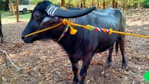 ಕಂಬಳ ಲೋಕದ ಕಿಂಗ್‌ 'ತಾಟೆ': ₹ 8 ಲಕ್ಷಕ್ಕೂ ಅಧಿಕ ದರಕ್ಕೆ ಮಾರಾಟವಾಗಿದ್ದ ಕೋಣದ ಸಾಧನೆ ಏನು..?