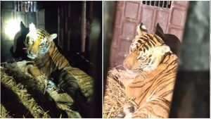 ದನಗಳ ಮೇಲೆ ದಾಳಿ ಮಾಡಿ ಆತಂಕ ಸೃಷ್ಟಿಸಿದ್ದ ಹುಲಿ ಸೆರೆ: ಗ್ರಾಮಸ್ಥರು ನಿರಾಳ