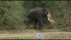  ಮೂಡಿಗೆರೆಯಲ್ಲಿ ಸೆರೆಯಾಗಿದ್ದು ಭೈರ ಆನೆಯೇ?; ಸ್ಥಳೀಯರಿಂದ ಅನುಮಾನ ವ್ಯಕ್ತ