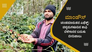 Mandous Cyclone Effect: ಚಿಕ್ಕಮಗಳೂರಿನಲ್ಲಿ ಕಾಫಿ ಬೆಳೆಗಾರರ ಬದುಕು ಬೀದಿಪಾಲು, ಇಲ್ಲಿದೆ ವಿವರ 