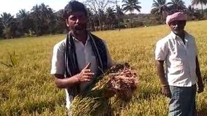 ಕೆ.ಕೆ. ಹುಂಡಿಯಲ್ಲಿ ಈರುಳ್ಳಿ ನಾಟಿ: 80 ದಿನ ಕಳೆದರೂ ಬಾರದ ಫಸಲು, ಅನ್ನದಾತ ಕಂಗಾಲು