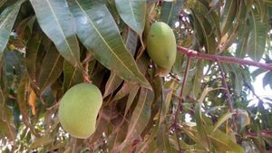 ಮಾವು ಬೆಳೆಗೆ ರೋಗ: ಚಿಕ್ಕಬಳ್ಳಾಪುರ ರೈತರಿಗೆ ಫಸಲು ಕಳೆದುಕೊಳ್ಳುವ ಭೀತಿ; ತೆಗೆದುಕೊಳ್ಳಬೇಕಾದ ಕ್ರಮಗಳನ್ನು ತಿಳಿಯಿರಿ