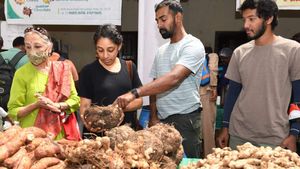 ಮೈಸೂರಿನಲ್ಲಿ ಗೆಡ್ಡೆ ಗೆಣಸು ಮೇಳ 2023; ಏನೆಲ್ಲಾ ವಿಶೇಷತೆ ಇದೆ ಗೊತ್ತಾ?, ಇಲ್ಲಿದೆ ವಿವರ 