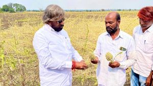 ಬೀದರ್‌; ಅಕಾಲಿಕ ಮಳೆಗೆ ಬೆಳೆ ಹಾನಿ, ಪರಿಹಾರಕ್ಕೆ ಶಾಸಕರ ಒತ್ತಾಯ 
