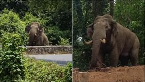 ಚಾರ್ಮಾಡಿ ಘಾಟಿಯಲ್ಲಿ ದಿನನಿತ್ಯ ಕಾಡಾನೆ ಸಂಚಾರ: ವಾಹನ ಸವಾರರ ಎದೆಯಲ್ಲಿ ಢವಢವ!
