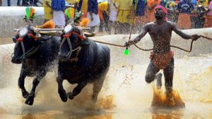  Kambala: ಜಲ್ಲಿಕಟ್ಟು, ಕಂಬಳಕ್ಕೆ ಅವಕಾಶ : ಸುಪ್ರೀಂಕೋರ್ಟ್ ತೀರ್ಪನ್ನು ಸ್ವಾಗತಿಸಿದ ಕಂಬಳ ಸಮಿತಿ