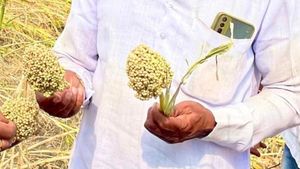 ಬೆಂಬಲ ಬೆಲೆ ಯೋಜನೆಯಡಿ ಕುಸುಬೆ ಉತ್ಪನ್ನ ಖರೀದಿ, ಜೂ. 29ರ ತನಕ ನೋಂದಣಿ 