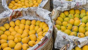 ಎಚ್ಚರಿಕೆ; ಮಾವು ಮಾಗಿಸಲು ಕ್ಯಾಲ್ಸಿಯಂ ಕಾರ್ಬೈಡ್ ಬಳಕೆ ಬೇಡ 