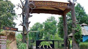  Elephant Survey 2023: ಐದು ವರ್ಷಗಳ ಬಳಿಕ ನಾಗರಹೊಳೆಯಲ್ಲಿ ನಡೆಯಿತು ಆನೆಗಣತಿ, ವಿವರ ಇಲ್ಲಿದೆ  