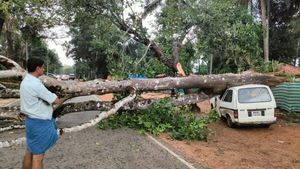  ಕುಂಚೇಬೈಲು ಗ್ರಾಮದಲ್ಲಿ ಬಿರುಗಾಳಿ ಸಹಿತ ಮಳೆ: ಕಾರಿನ ಮೇಲೆ ಬಿದ್ದ ಬೃಹತ್‌ ಮರ