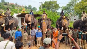  ಚನ್ನಪಟ್ಟಣ: ಪುಂಡಾನೆ ಸೆರೆ ಕಾರ್ಯಾಚರಣೆಗೆ ಬಂದ್ವು 5 ಸಾಕಾನೆಗಳು