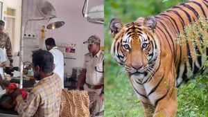  ಪಂಡರವಳ್ಳಿ: ಹುಲಿ ದಾಳಿಯಿಂದ ಅಸ್ಸಾಂ ಮೂಲದ ಮಹಿಳೆಗೆ ಗಂಭೀರ ಗಾಯ, ಆಸ್ಪತ್ರೆಗೆ ದಾಳಿ