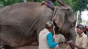 ಹನೂರು: ಮಲೆ ಮಹದೇಶ್ವರ ಬೆಟ್ಟದ ಆನೆಗೆ 5 ಲಕ್ಷ ರೂಪಾಯಿ ವಿಮೆ 