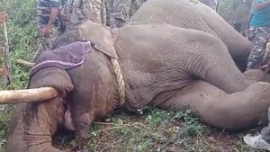  ಗುಂಡ್ಲುಪೇಟೆ: ಕೊನೆಗೂ ಬಲೆಗೆ ಬಿತ್ತು ಪುಂಡಾನೆ, ನೆಮ್ಮದಿಯ ನಿಟ್ಟುಸಿರು ಬಿಟ್ಟ ರೈತಾಪಿ ವರ್ಗ