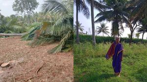  ಸಾಣೇನಹಳ್ಳಿ: ವೃದ್ಧೆಯೊಬ್ಬರು 30 ವರ್ಷಗಳಿಂದ ಮಕ್ಕಳಂತೆ ಪೋಷಿಸಿದ್ದ ತೆಂಗಿನ ಮರಗಳನ್ನು ಮಾರಣಹೋಮ ಮಾಡಿದ ಕಿಡಿಗೇಡಿಗಳು