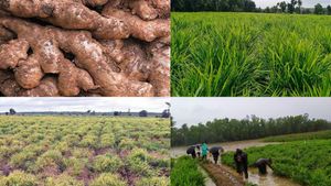 ಶುಂಠಿ ಬೆಳೆಯೋದು ಸುಲಭದ ಮಾತಲ್ಲ, ಅದೊಂಥರಾ ಜೂಜಾಟ.!
