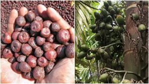  Arecanut Price: 55 ಸಾವಿರ ಗಡಿ ದಾಟಿದ ಅಡಿಕೆ ದರ: ರೈತರಲ್ಲಿ ಸಂತಸ